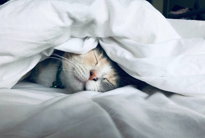 20 things only cat owners will understand