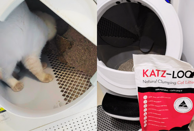 The Benefits of Automatic Cat Litter Boxes