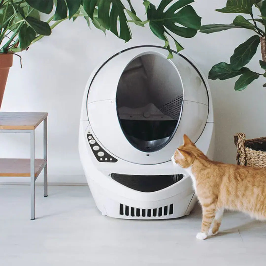 Katz-Loo Gift Voucher Katz-Loo