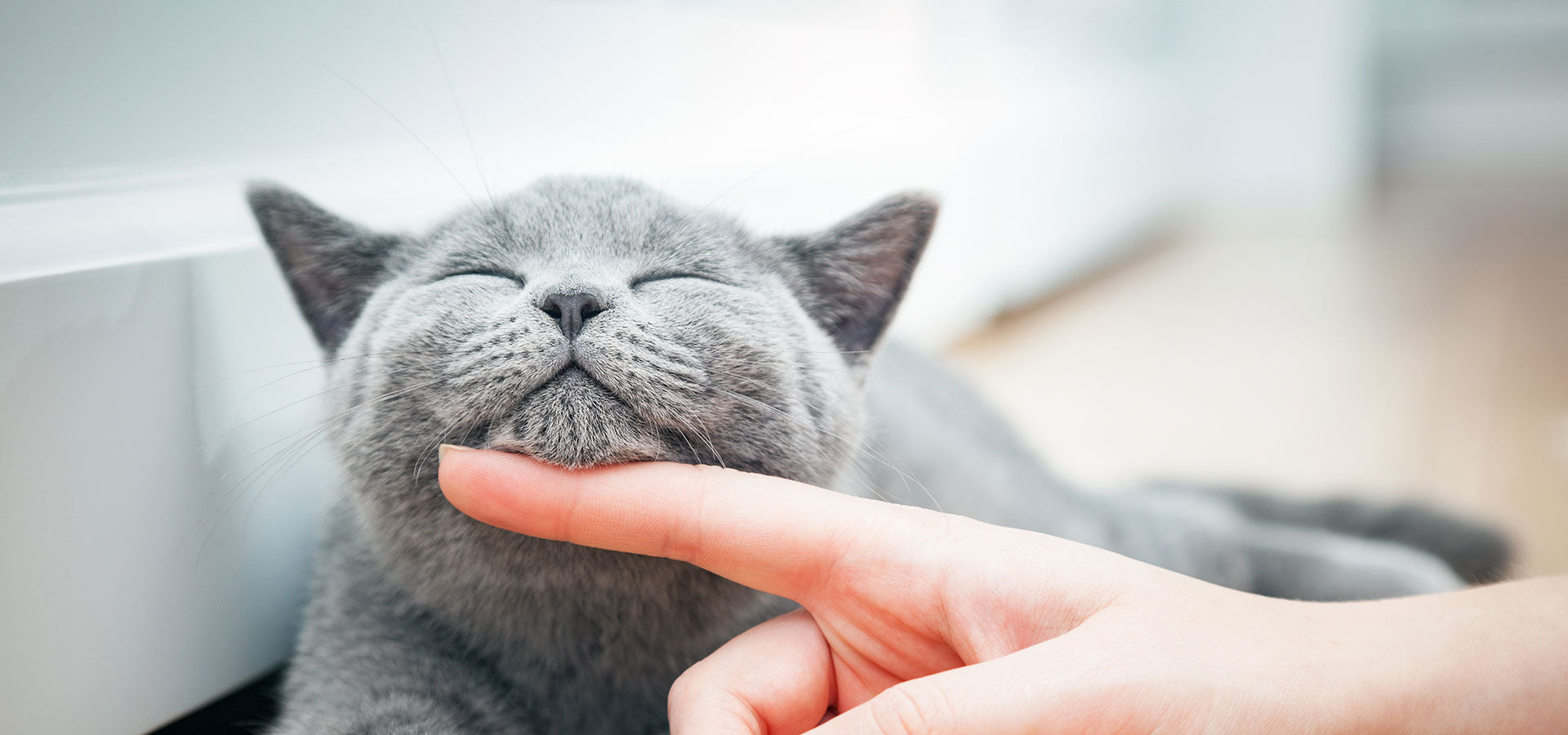 Katz-Loo cat being patted