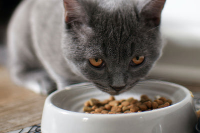 9 ways to keep your cat happy