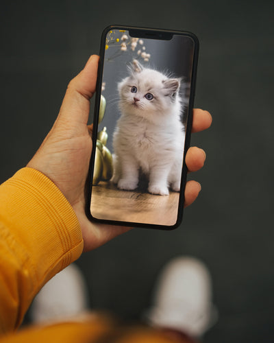 A person holding a phone with image of cat