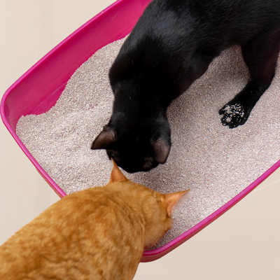 The Scoop on Multi-Cat Litter Boxes: What You Need to Know