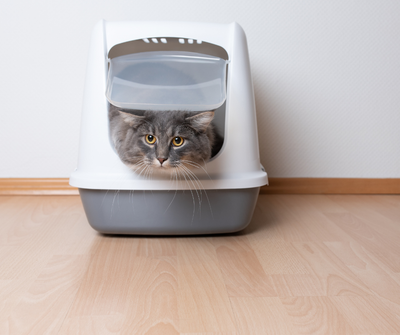 Cat in litter box