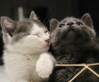 Two cats cuddling