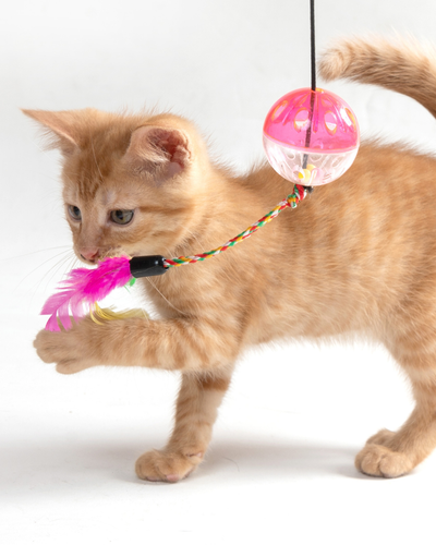 Cats playing with toys