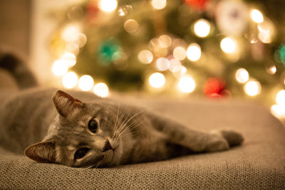 5 Ways to Pamper Your Cat This Christmas