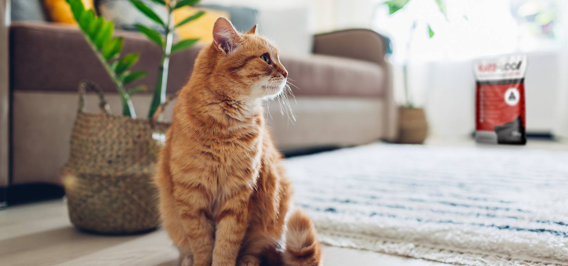 Best clumping 2025 cat litter australia