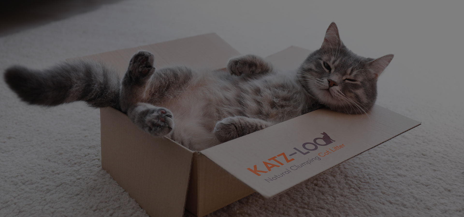 Katz-Loo cat in box